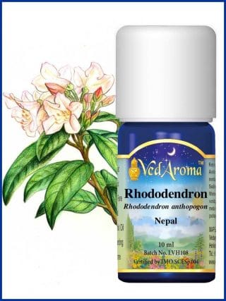 rhododendron-essential-oil