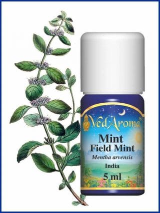 mint field mint essential oil