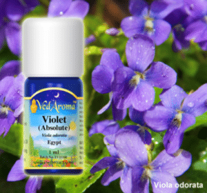 Violet Vedaroma Essential Oils