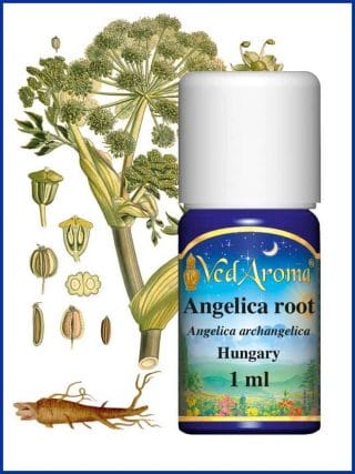angelica-root-essential-oil