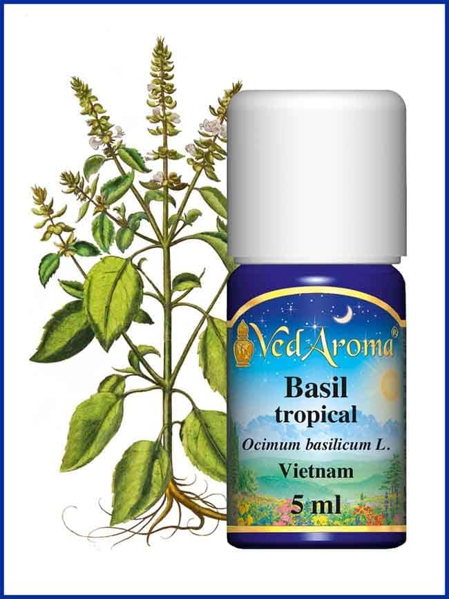 basil-tropical-essential-oil