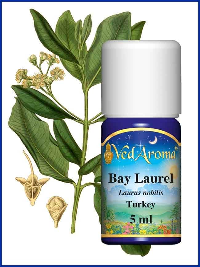 bay-laurel-essential-oil