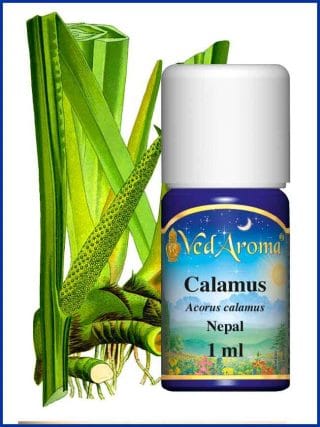 calamus-essential-oil