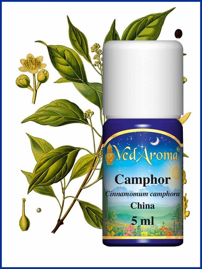 camphor-essential-oil