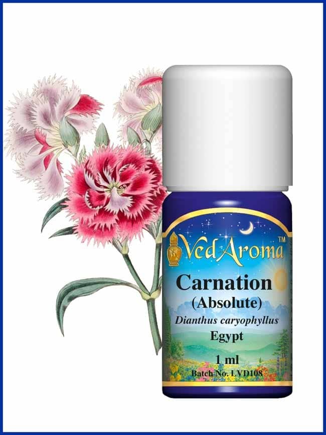 carnation-absolute essential oil