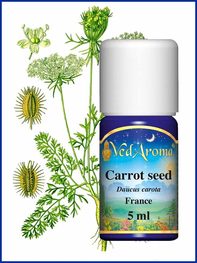 carrot-seed-essential-oil