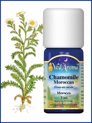 chamomile-moroccan-essential-oil