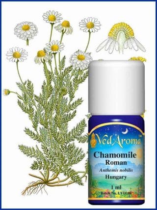 chamomile-roman-essential-oil