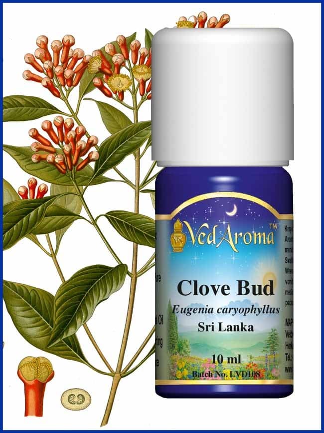 clove-bud-essential-oil