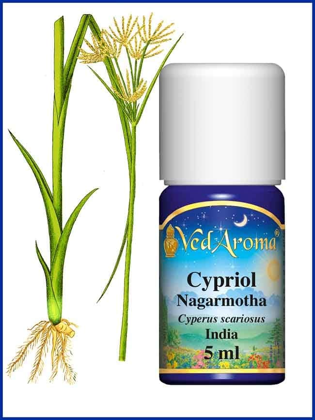 cypriol-nagarmotha-essential-oil