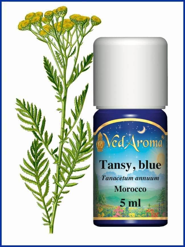tansy-blue-essential-oil