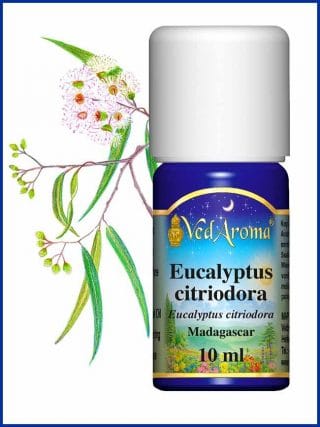 eucalyptus-citriodora-essential-oil
