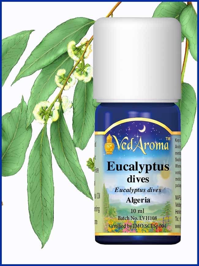 eucalyptus-dives-essential-oil