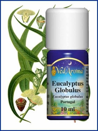 eucalyptus-globulus-essential-oil