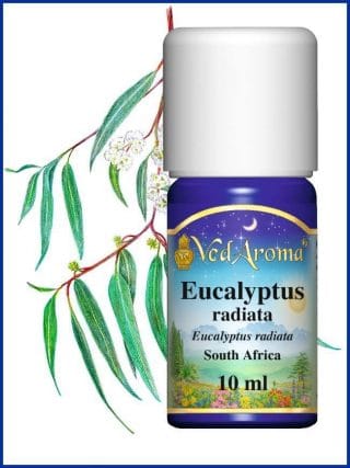 eucalyptus-radiata-essential-oil-africa