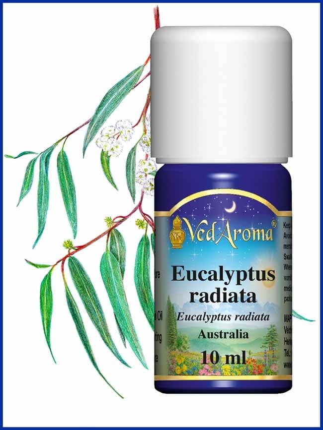 eucalyptus-radiata-essential-oil