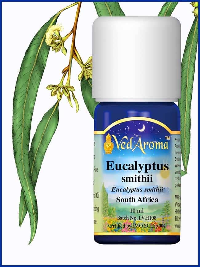 eucalyptus-smithii-essential-oil