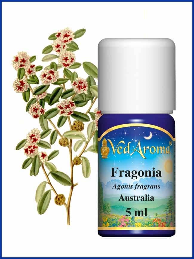 fragonia-essential-oil