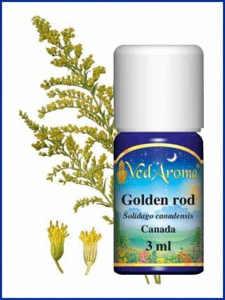 golden-rod-essential-oil