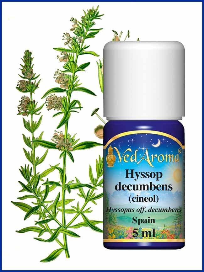 hyssop-decumbens-essential-oil