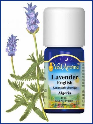 lavender-english-essential-oil-algeria