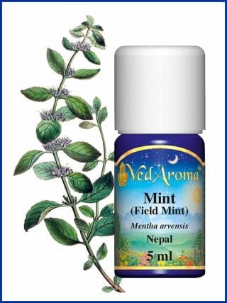 mint-field-mint-essential-oil