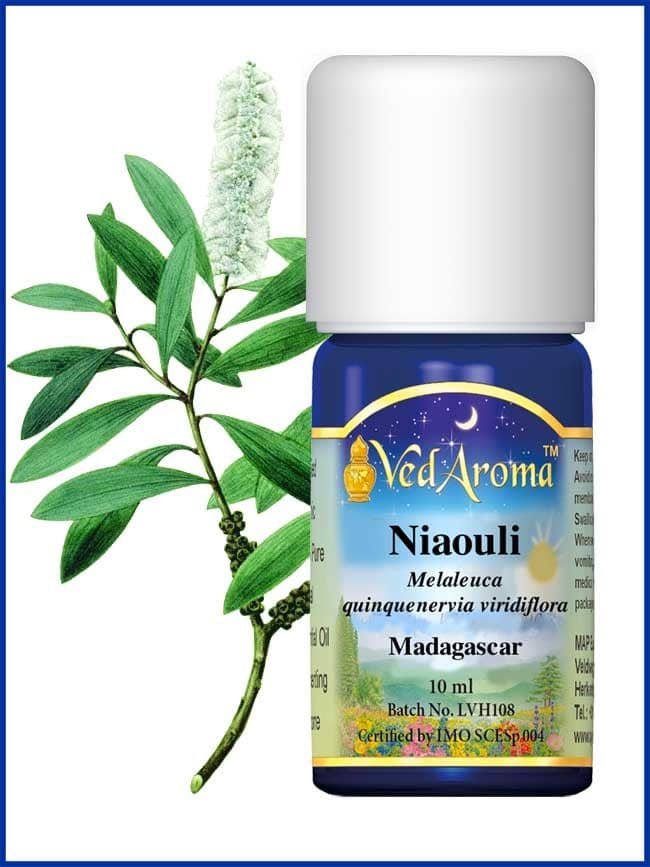 niaouli-essential-oil