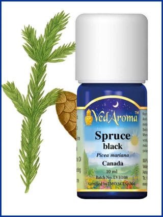 spruce-black-essential-oil