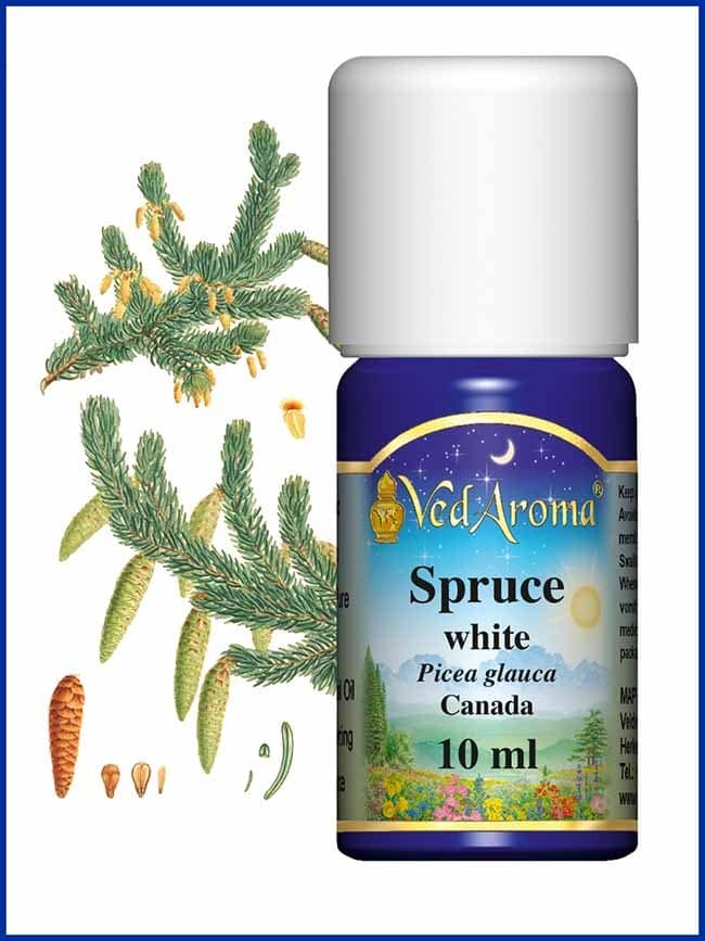 spruce-white-essential-oil