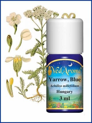 yarrow-blue-essential-oil