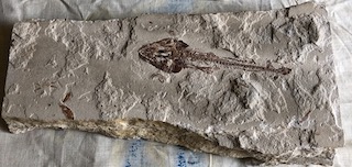 Fossil Fish 1