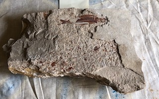 Fossil Fish 114