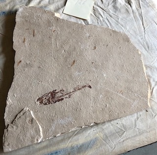 Fossil Fish 126