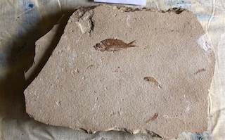 Fossil Fish 18