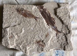 Fossil Fish 2