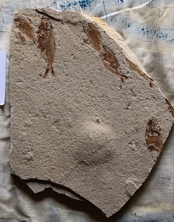 Fossil Fish 28