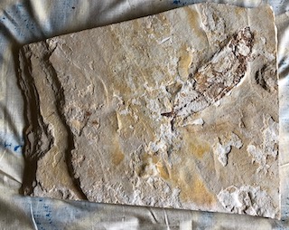Fossil Fish 29
