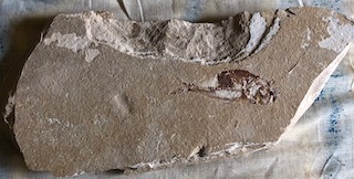 Fossil Fish 37