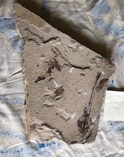 Fossil Fish 47
