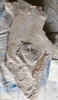 Fossil Fish 48