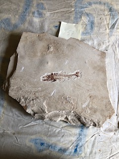 Fossil Fish 57