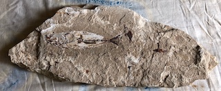 Fossil Fish 6