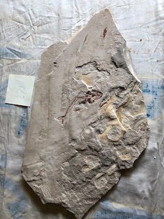 Fossil Fish 72