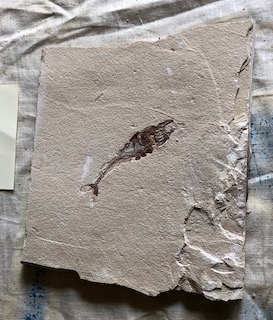 Fossil Fish 85