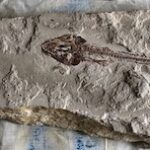 Fossil Fish 1