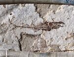 Fossil Fish 10