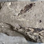 Fossil Fish 3