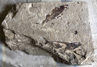Fossil Fish 3