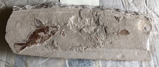 Fossil Fish 4