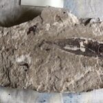 Fossil Fish 5